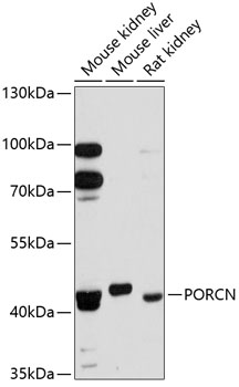 Western blot - PORCN Polyclonal Antibody 