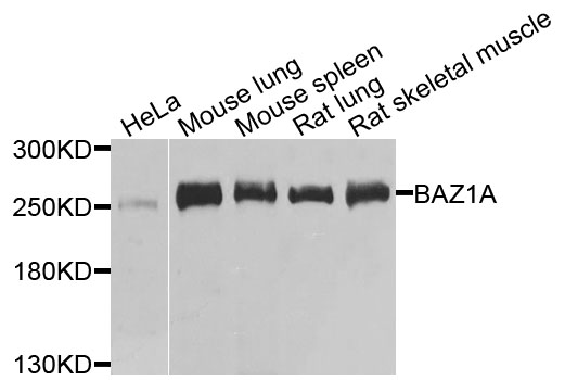 Western blot - BAZ1A Polyclonal Antibody 