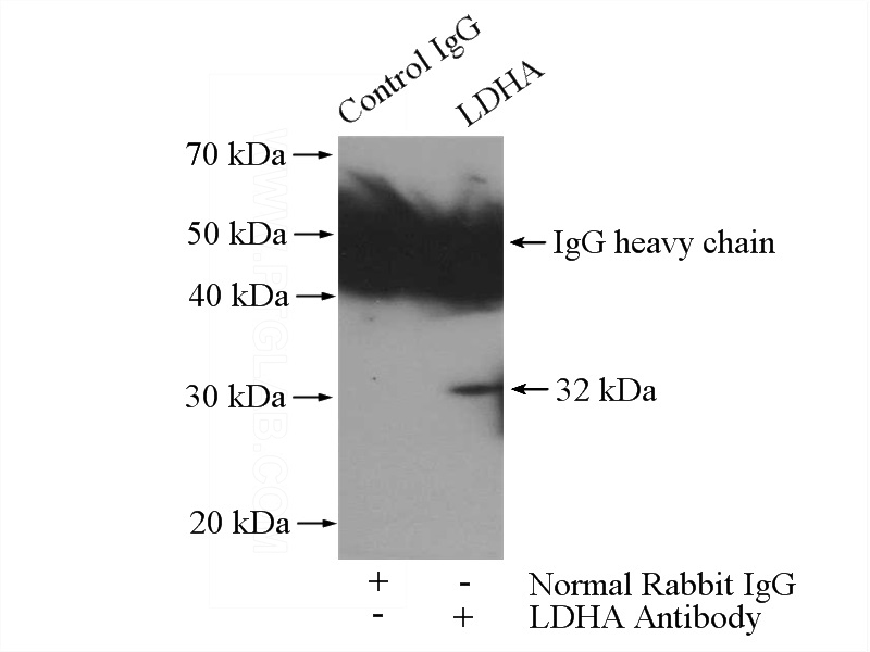IP Result of anti-LDHA (IP:Catalog No:112181, 4ug; Detection:Catalog No:112181 1:500) with HEK-293 cells lysate 2000ug.