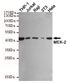 Western blot detection of MEK-2 in THP-1,Jurkat,Raji,3T3 and Hela cell lysates using 310001(MEK-2 rabbit pAb,1:1000 diluted),then incubated with 168176(Rabbit IgG mAb,1:50000 diluted).Anti-mouse IgG, HRP-linked Antibody was used for detecting.Predicted band size:44KDa.Observed band size:44KDa.
