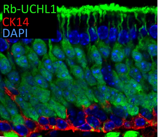 IF result of UCHL1 (Catalog No:116671, 1:300) with 1% PLP fixed adult mouse olfactory epithelium. (Red: CK14; Green: UCHL1; Blue: DAPI). By Brian Lin, Tufts University.