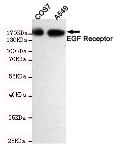 Western blot detection of EGFR in A549 and COS7 cell lysates using EGFR mouse mAb(dilution 1:2000).Predicted band size:134 Kda.Observed band size:175KDa.