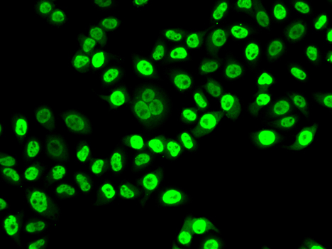 Immunofluorescence - NUDC Polyclonal Antibody 