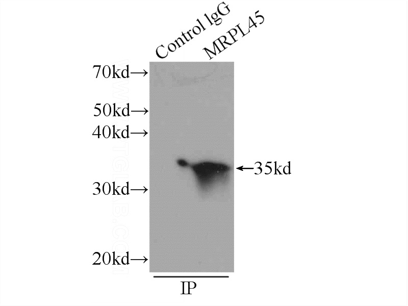 IP Result of anti-MRPL45 (IP:Catalog No:112829, 3ug; Detection:Catalog No:112829 1:500) with HeLa cells lysate 2000ug.