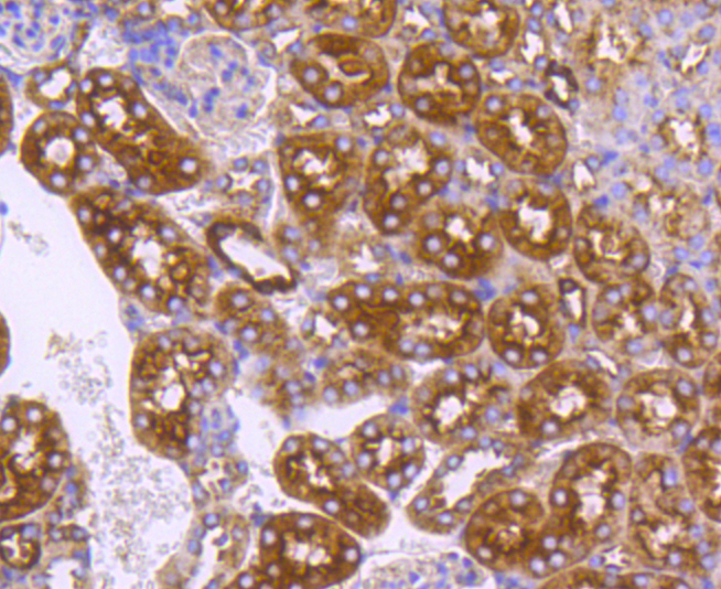 Immunohistochemistry - DNAJC15 Monoclonal Antibody 