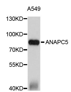 Western blot - ANAPC5 Polyclonal Antibody 