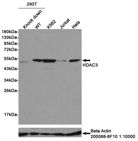 Western blot analysis of extracts from HDAC3  knock dowm 293T, wild-type (WT), K562, Jurkat and Hela cell lysates using HDAC3 Mouse mAb (upper,1:500 diluted) or Beta Actin (200068-8F10) Mouse mAb (lower,1:10000 diluted).Predicted band size:49KDa.Observed band size:49KDa.