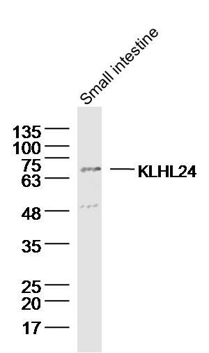 Fig2: Sample: Small intestine (mouse) Lysate at 40 ug; Primary: Anti- KLHL24 at 1/300 dilution; Secondary: IRDye800CW Goat Anti-Rabbit IgG at 1/20000 dilution; Predicted band size: 68 kD; Observed band size: 68 kD