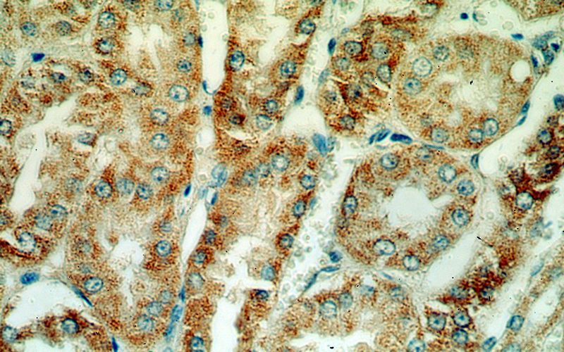 Immunohistochemical of paraffin-embedded human kidney using Catalog No:111715(HTRA2 antibody) at dilution of 1:100 (under 40x lens)