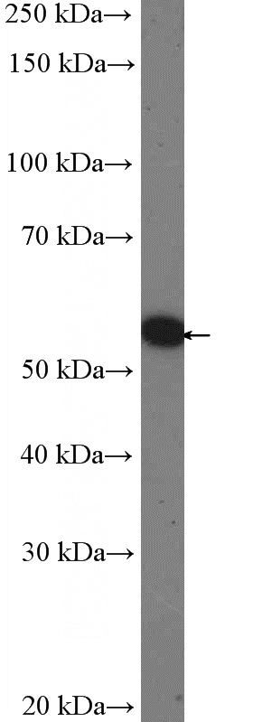 A549 cells were subjected to SDS PAGE followed by western blot with Catalog No:113432(OSBPL2 Antibody) at dilution of 1:1000