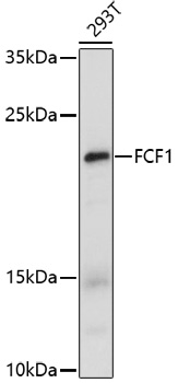 Western blot - FCF1 Polyclonal Antibody 