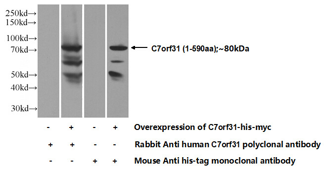 Transfected HEK-293 cells were subjected to SDS PAGE followed by western blot with Catalog No:108789(C7orf31 Antibody) at dilution of 1:500