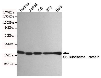 Western blot detection of S6 Ribosomal Protein in Ramos,Jurkat,C6,3T3 and Hela cell lysates using S6 Ribosomal Protein mouse mAb (1:2000 diluted).Predicted band size:60KDa.Observed band size:60KDa.
