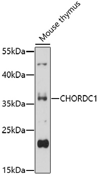 Western blot - CHORDC1 Polyclonal Antibody 