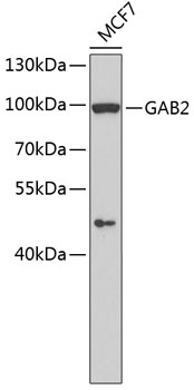 Western blot - GAB2 Polyclonal Antibody 