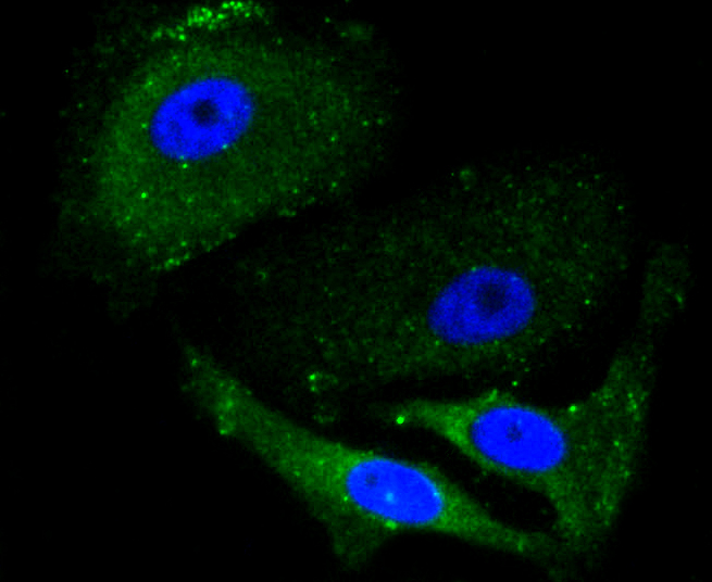 Immunofluorescence - ALAS1 Monoclonal Antibody 