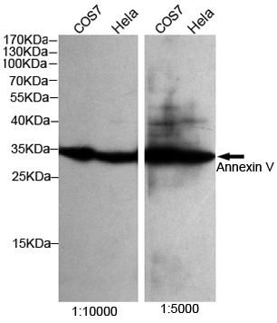 Western blot detection of Annexin V in Hela and COS7 cell lysates using Annexin V mouse mAb conjugated with HRP (1:5000-1:100000 diluted),incubation time:25u2103 1h.Predicted band size:30KDa.Observed band size:30KDa.
