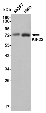 Western blot analysis of extracts from MCF7 and Hela cell lysates using KIF22 mouse mAb (1:1000 diluted).Predicted band size:73KDa.Observed band size:73KDa.
