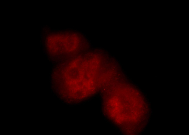 Immunofluorescent analysis of MCF-7 cells, using POLR2F antibody Catalog No:114042 at 1:25 dilution and Rhodamine-labeled goat anti-rabbit IgG (red).