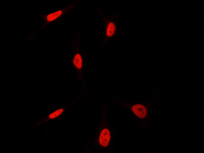 HEXIM1 Antibody, Rabbit PAb, Antigen Affinity Purified, Immunofluorescence