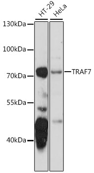 Western blot - TRAF7 Polyclonal Antibody 