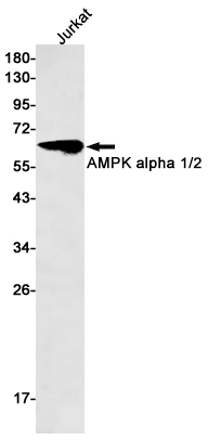 Western blot detection of AMPK alpha 1/2 in Jurkat cell lysates using AMPK alpha 1/2 Rabbit pAb(1:500 diluted).Predicted band size:64,62kDa.Observed band size:62kDa.