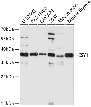 Western blot - ISY1 Polyclonal Antibody 