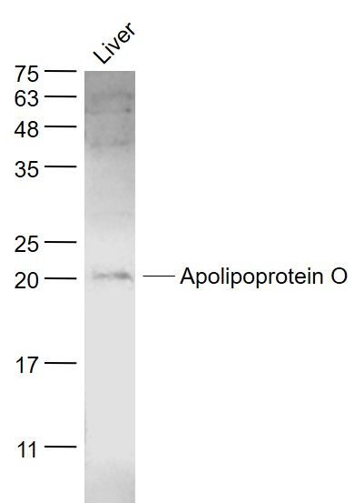 Fig1: Sample:; LIver (Rat) Lysate at 40 ug; Primary: Anti- Apolipoprotein O at 1/1000 dilution; Secondary: IRDye800CW Goat Anti-Rabbit IgG at 1/20000 dilution; Predicted band size: 20 kD; Observed band size: 20 kD