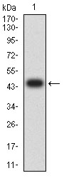Fig1: Western blot analysis of AUP1 against human AUP1 (AA: 229-410) recombinant protein. Proteins were transferred to a PVDF membrane and blocked with 5% BSA in PBS for 1 hour at room temperature. The primary antibody ( 1/500) was used in 5% BSA at room temperature for 2 hours. Goat Anti-Mouse IgG - HRP Secondary Antibody at 1:5,000 dilution was used for 1 hour at room temperature.