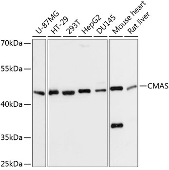 Western blot - CMAS Polyclonal Antibody 