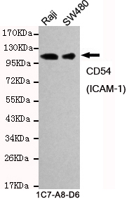 Western blot detection of CD54(ICAM-1) in Raji and SW480 cell lysates and using CD54(ICAM-1) mouse mAb (1:1000 diluted).Predicted band size: 58KDa.Observed band size: 96KDa.