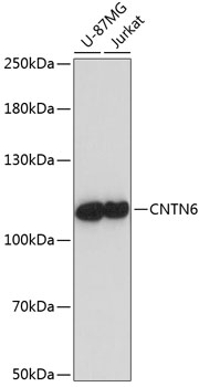 Western blot - CNTN6 Polyclonal Antibody 