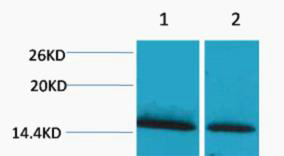 Fig1:; Western blot analysis of 1) Hela, 2) 3T3, diluted at 1:2000.. Secondary antibody（catalog#: HA1001) was diluted at 1:20000