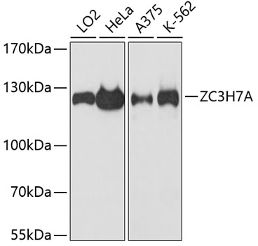 Western blot - ZC3H7A Polyclonal Antibody 