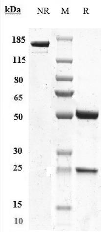 SDS-PAGE