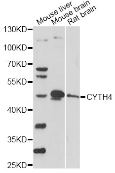 Western blot - CYTH4 Polyclonal Antibody 