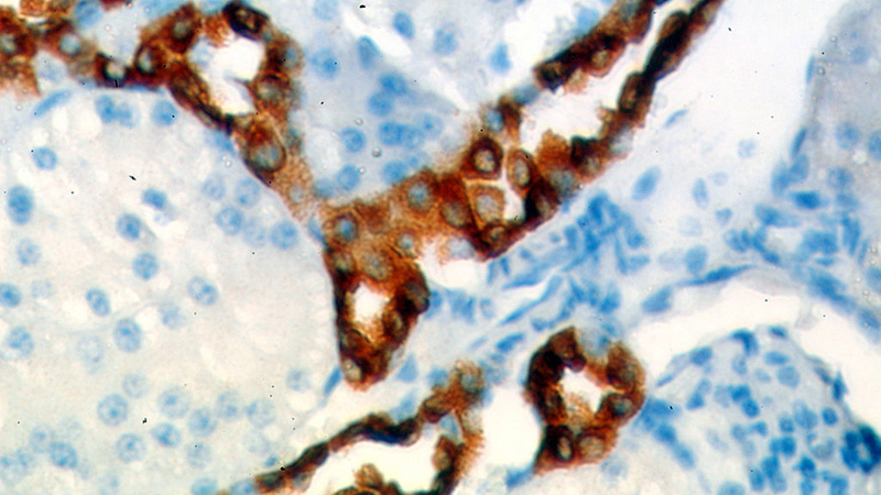 Immunohistochemical of paraffin-embedded human kidney using Catalog No:111543(HSD11B2 antibody) at dilution of 1:50 (under 40x lens)