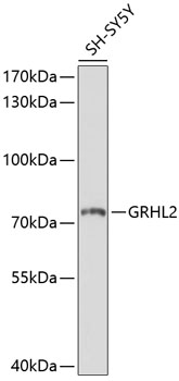 Western blot - GRHL2 Polyclonal Antibody 