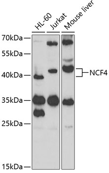 Western blot - NCF4 Polyclonal Antibody 