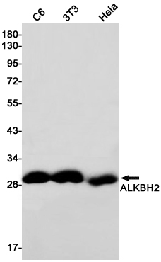 Western blot detection of ALKBH2 in C6,3T3,Hela cell lysates using ALKBH2 Rabbit pAb(1:1000 diluted).Predicted band size:29kDa.Observed band size:29kDa.