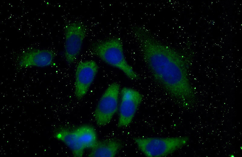 Immunofluorescent analysis of (-20oc Ethanol) fixed HeLa cells using Catalog No:107552(4EBP1 Antibody) at dilution of 1:100 and Alexa Fluor 488-congugated AffiniPure Goat Anti-Mouse IgG(H+L)
