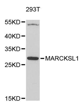 Western blot - MARCKSL1 Polyclonal Antibody 