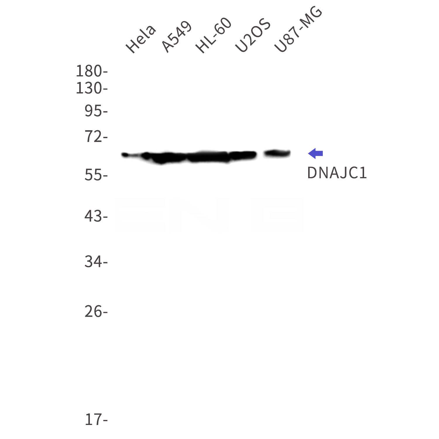 Western blot detection of DNAJC1 in Hela,A549,HL-60,U2OS,U87-MG cell lysates using DNAJC1 Rabbit mAb(1:1000 diluted).Predicted band size:64kDa.Observed band size:64kDa.
