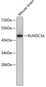 Western blot - RUNDC3A Polyclonal Antibody 