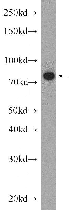 NIH/3T3 cells were subjected to SDS PAGE followed by western blot with Catalog No:112557(MCM7 Antibody) at dilution of 1:3000