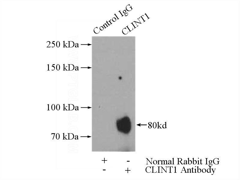 IP Result of anti-CLINT1 (IP:Catalog No:109391, 4ug; Detection:Catalog No:109391 1:1000) with HeLa cells lysate 2800ug.