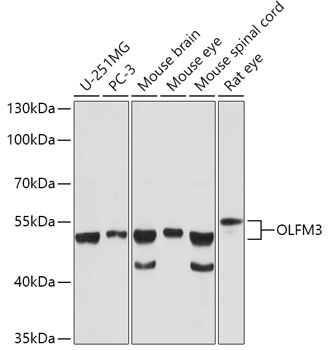 Western blot - OLFM3 Polyclonal Antibody 