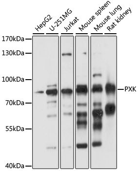 Western blot - PXK Polyclonal Antibody 
