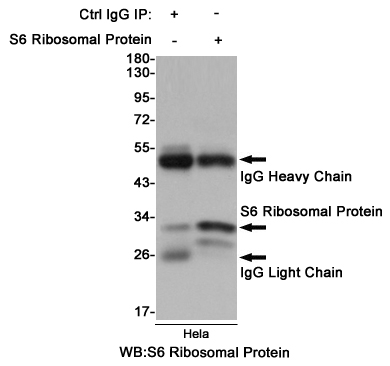 Immunoprecipitation analysis of Hela cell lysates using S6 Ribosomal Protein Mouse mAb.