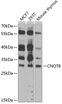 Western blot - CNOT8 Polyclonal Antibody 